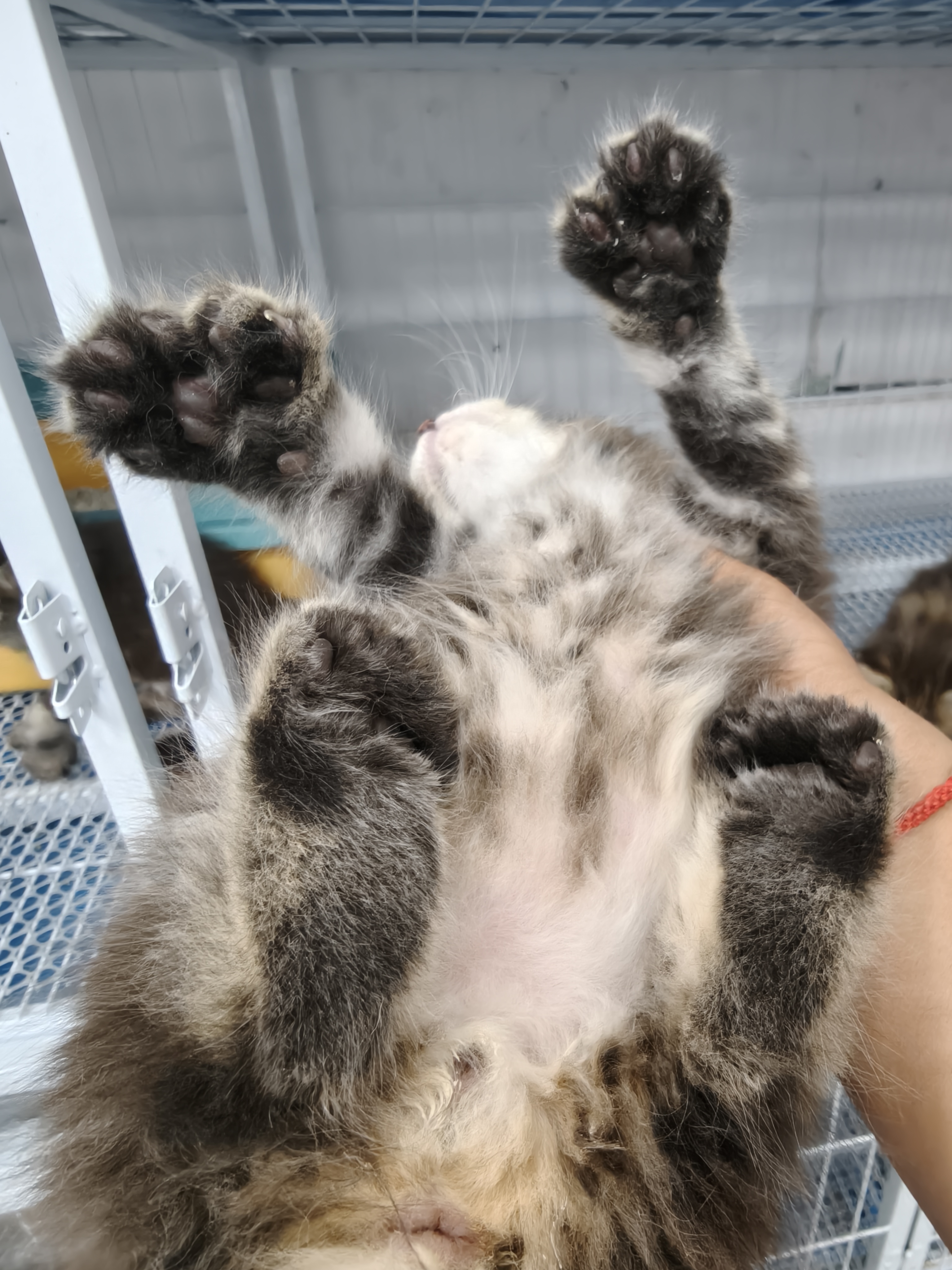 缅因猫弟弟，都是前六后六，大脚宝宝，喜欢的来聊吧